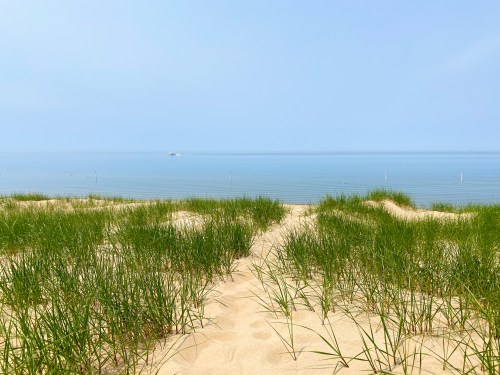 A serene beach scene with tall grass in the foreground and calm water stretching to the horizon under a clear sky.