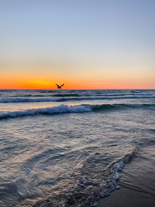 A serene beach at sunset, with gentle waves and a bird flying over the water against a colorful sky.