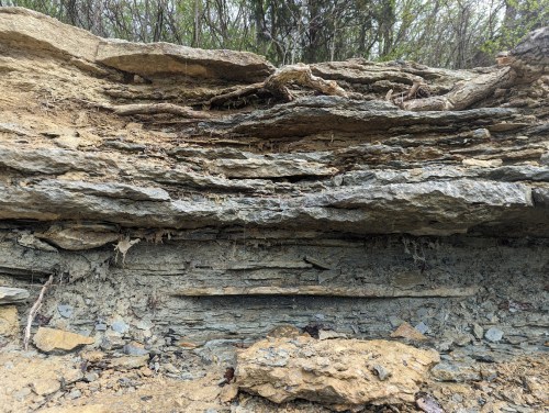 Layered rock formation with visible roots and soil, surrounded by greenery in a natural setting.
