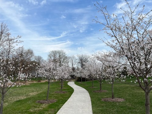 A winding path through a park lined with blooming cherry blossom trees under a blue sky.