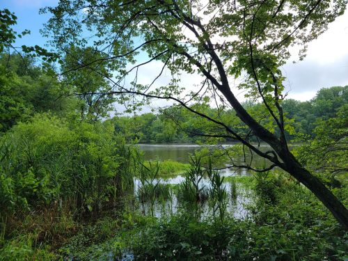 Lush greenery surrounds a calm lake, with trees and plants reflecting in the water under a partly cloudy sky.
