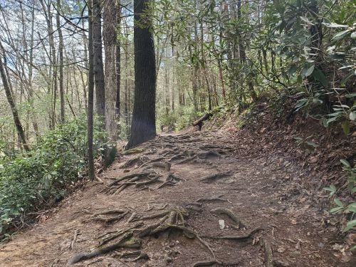 A winding dirt trail through a forest, with exposed tree roots and greenery on either side.