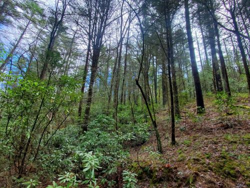 A dense forest scene with tall trees, green underbrush, and a cloudy sky peeking through the branches.