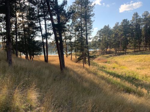 A serene landscape featuring tall grass and pine trees, with a lake visible in the background under a clear sky.