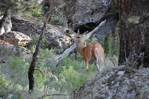 A deer stands among rocks and trees in a forested area, surrounded by greenery.