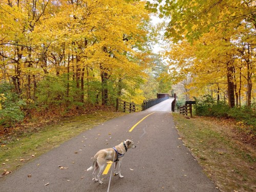 A dog stands on a path lined with vibrant autumn trees, leading to a bridge in the distance.