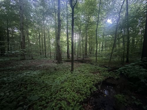 A serene forest scene with tall trees and lush green undergrowth, dappled sunlight filtering through the leaves.