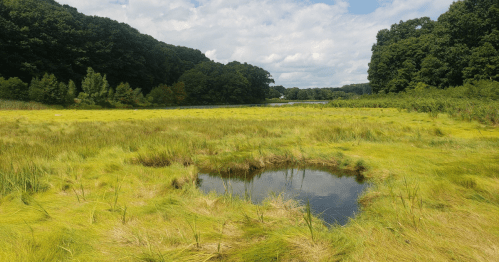 A serene wetland scene with lush green grass, a small pond, and trees in the background under a partly cloudy sky.
