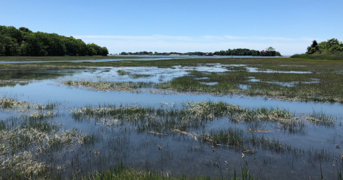 A serene wetland scene with shallow water, grasses, and trees under a clear blue sky.