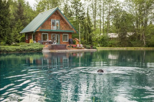 A dog swims in a serene pond near a cozy wooden house surrounded by trees.