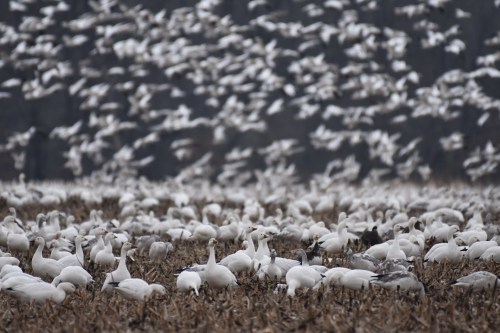 A large flock of white birds in a field, with many more flying overhead against a dark background.