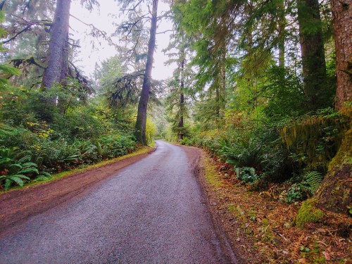 A winding, wet road surrounded by lush green trees and ferns in a dense forest.