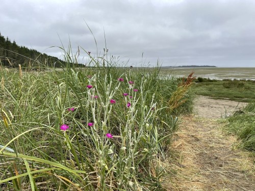 A coastal scene with tall grass and pink flowers, leading to a sandy path by the water under a cloudy sky.