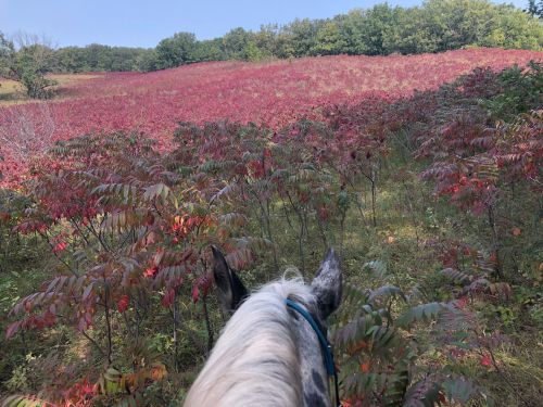View from a horse's back, overlooking a vibrant field of red foliage under a clear blue sky.