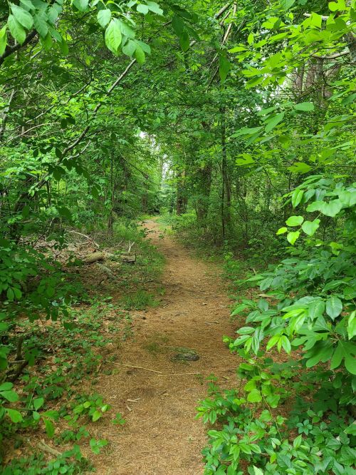 A narrow dirt path winding through a lush, green forest filled with trees and foliage.