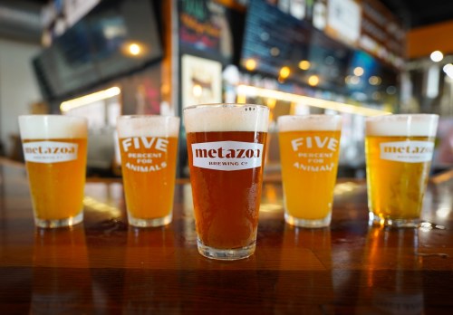 Five glasses of beer with labels from Metazoa Brewing Co. on a wooden bar, showcasing different beer colors.