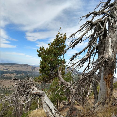 A rugged landscape featuring twisted trees and rocky terrain under a cloudy sky, with distant hills in the background.