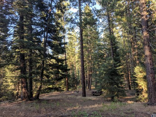 A serene forest scene with tall trees and a picnic table nestled among the greenery. Sunlight filters through the branches.