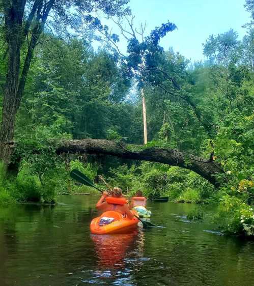 Two people kayak down a serene, tree-lined river on a sunny day, surrounded by lush greenery.