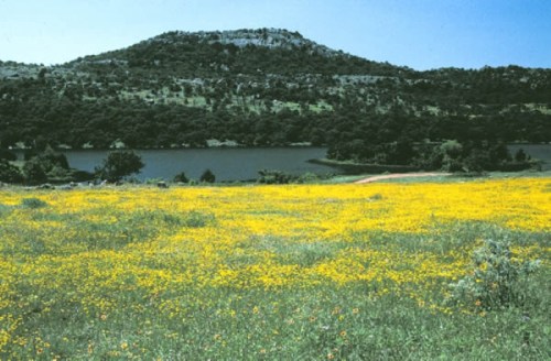 A vibrant field of yellow wildflowers in front of a serene lake and a distant green hill under a clear blue sky.