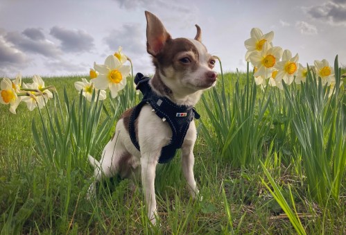 A small brown and white dog sits among blooming daffodils in a grassy field under a cloudy sky.