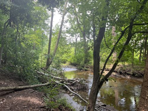 A serene forest scene with a winding creek, surrounded by lush green trees and fallen branches.