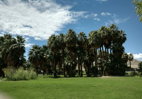 A lush green field with tall palm trees under a bright blue sky with scattered clouds.
