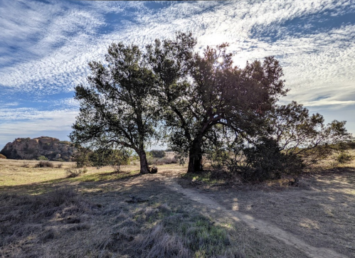 A large tree stands in a grassy field under a bright sky with scattered clouds, casting shadows on the ground.