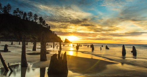 Tree stumps stick out of the ground along an Oregon Coast beach at sunset.