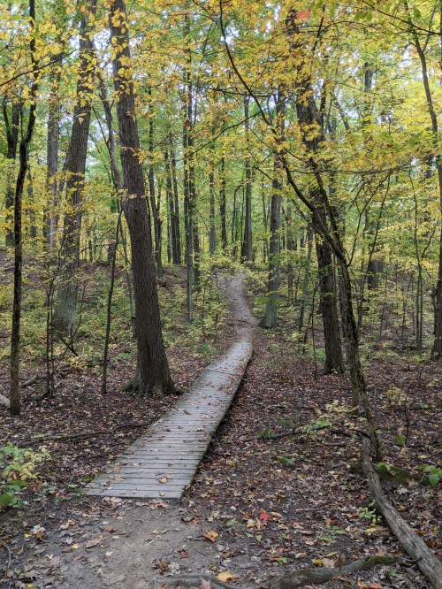 A wooden path winds through a vibrant autumn forest with yellow and green leaves on the trees.