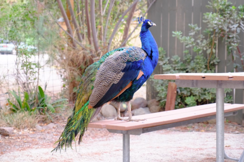 A vibrant peacock with a blue and green plumage stands on a picnic table in a garden setting.