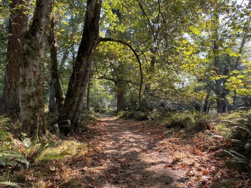 A serene forest path lined with trees and ferns, dappled sunlight filtering through the leaves.