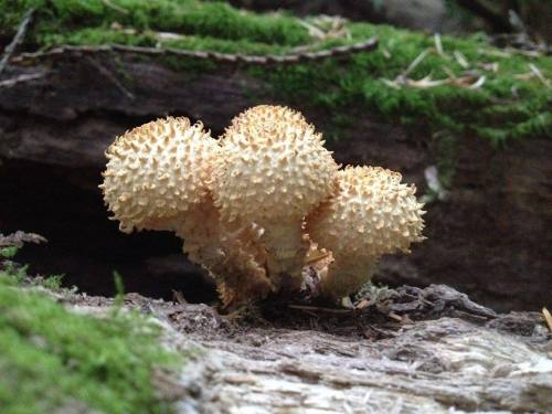 Three spiky, beige mushrooms growing on a moss-covered log in a forest setting.