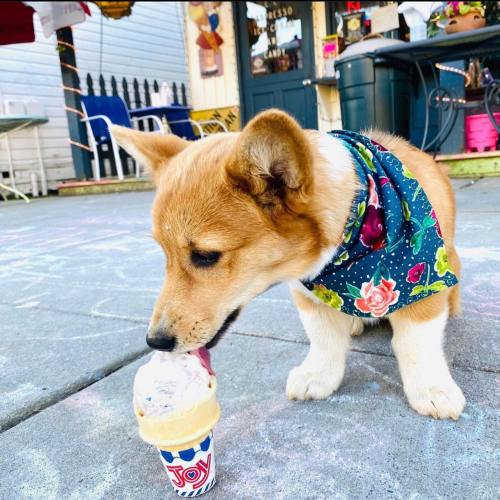 A corgi puppy wearing a floral bandana licks an ice cream cone on a colorful sidewalk.