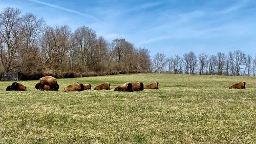 A herd of bison grazing in a grassy field under a clear blue sky, with trees in the background.