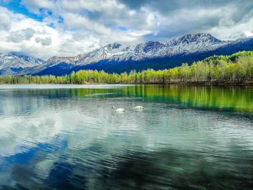 A serene lake surrounded by mountains, featuring swans gliding on the water and lush greenery along the shore.