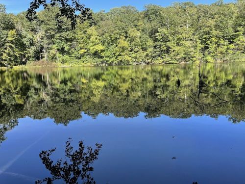 A serene lake reflecting lush green trees under a clear blue sky.