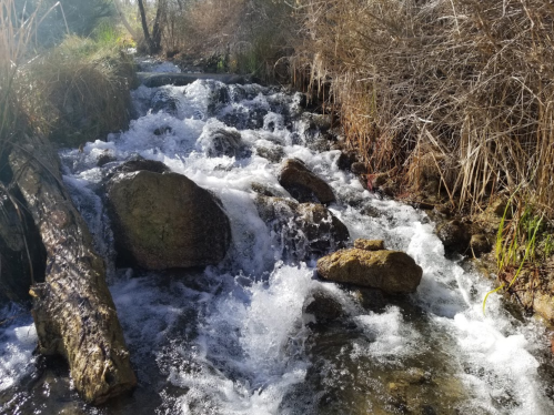A flowing stream with rocks and logs, surrounded by dry grass and trees, creating a serene natural scene.
