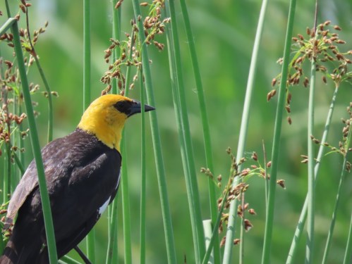 A yellow-headed bird perched among tall green grasses, with a blurred natural background.