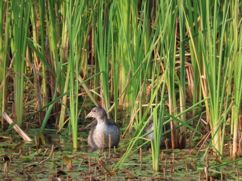 A gray bird partially hidden among tall green reeds and lily pads in a wetland area.