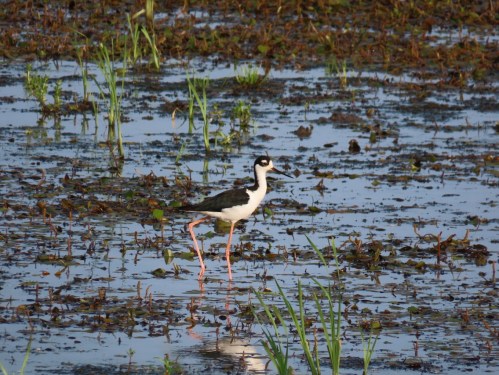 A black-and-white bird with long pink legs wades through shallow water, surrounded by green grass and aquatic plants.