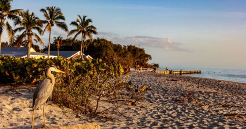 View of palm trees and a sandhill crane on the beach in Sanibel Island, Florida during sunset