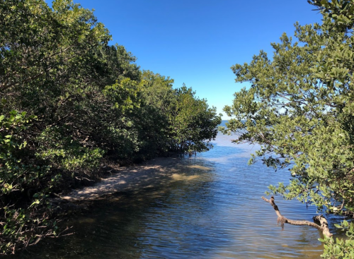 A serene waterway surrounded by lush greenery under a clear blue sky.