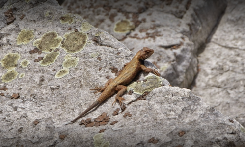 A brown lizard resting on a textured rock surface with green lichen patches.