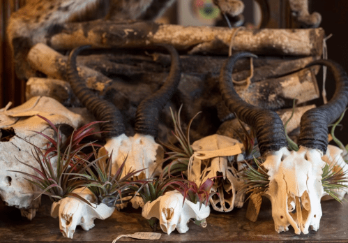 A collection of animal skulls with horns, adorned with air plants, displayed on a rustic wooden surface.