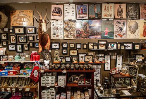 A vintage shop display featuring framed art, taxidermy, and various curiosities on shelves and walls.