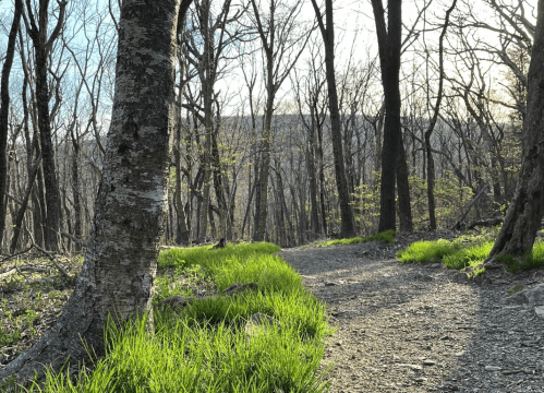 A winding dirt path through a forest with bare trees and green grass, illuminated by soft sunlight.