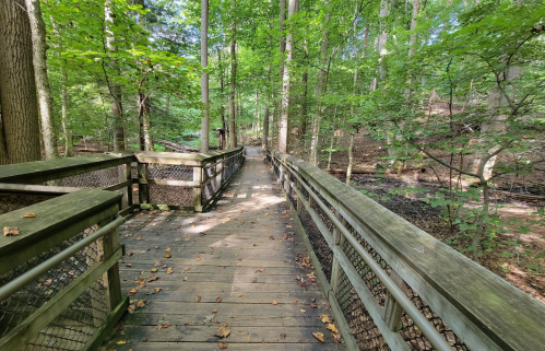 A wooden walkway through a lush green forest, surrounded by trees and dappled sunlight.