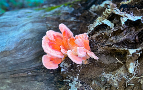 A vibrant pink-orange mushroom growing on a decaying log in a forest setting.