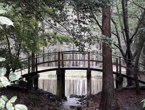 A wooden bridge arches over a calm pond, surrounded by lush greenery and trees.